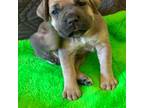 Cane Corso Puppy for sale in Columbus, MT, USA
