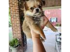 Chihuahua Puppy for sale in Xenia, OH, USA