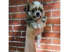 Chihuahua Puppy for sale in Xenia, OH, USA