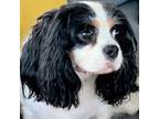 Cavalier King Charles Spaniel Puppy for sale in Toney, AL, USA