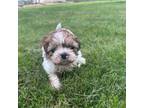 Shih Tzu Puppy for sale in Sioux Falls, SD, USA