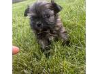 Shih Tzu Puppy for sale in Sioux Falls, SD, USA
