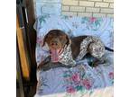 German Shorthaired Pointer Puppy for sale in Hot Springs, AR, USA