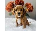 Mutt Puppy for sale in Sterling, IL, USA