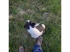 Boston Terrier Puppy for sale in Prairie Du Chien, WI, USA