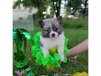 Pomeranian Puppy for sale in Madison, IN, USA