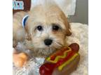 Maltipoo Puppy for sale in Walker, LA, USA