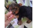 Yorkshire Terrier Puppy for sale in Ashland, OH, USA