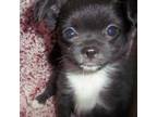 Chihuahua Puppy for sale in Wittmann, AZ, USA