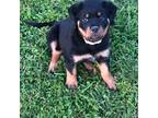 Rottweiler Puppy for sale in Hermitage, TN, USA