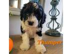 Cavapoo Puppy for sale in Bourbonnais, IL, USA