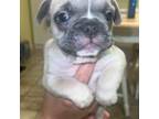 French Bulldog Puppy for sale in Erath, LA, USA