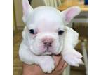 French Bulldog Puppy for sale in Erath, LA, USA