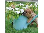 Chinese Shar-Pei Puppy for sale in Grand Rapids, MI, USA