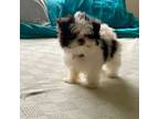 LAST FEMALE LEFT! Toy Shih-Pom