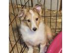 Shetland Sheepdog Puppy for sale in Mineral Point, PA, USA