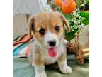 Pembroke Welsh Corgi Puppy for sale in Quitman, TX, USA