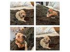 Labrador Retriever Puppy for sale in Greenbrier, AR, USA