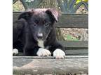 Border Collie Puppy for sale in Paris, TX, USA