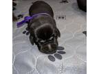 Labrador Retriever Puppy for sale in Fredericksburg, TX, USA
