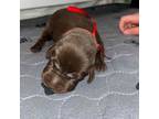 Labrador Retriever Puppy for sale in Fredericksburg, TX, USA