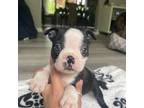 Boston Terrier Puppy for sale in Rochester, NY, USA