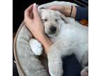 Golden Retriever Puppy for sale in Fridley, MN, USA