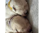 Golden Retriever Puppy for sale in Charlestown, IN, USA