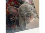 French Bulldog Puppy for sale in Lorain, OH, USA