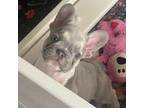 French Bulldog Puppy for sale in Lorain, OH, USA