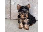 Yorkshire Terrier Puppy for sale in Smithfield, NC, USA
