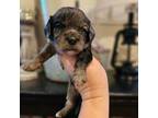 Cavapoo Puppy for sale in Mocksville, NC, USA