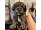 Cavapoo Puppy for sale in Mocksville, NC, USA