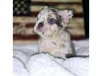 French Bulldog Puppy for sale in Houston, TX, USA