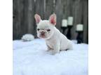 French Bulldog Puppy for sale in Houston, TX, USA