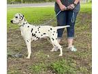 Lettie Dalmatian Young Female