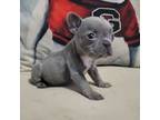 French Bulldog Puppy for sale in Aurora, IL, USA