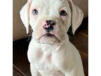 Boxer Puppy for sale in Lewistown, PA, USA