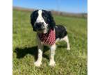 English Springer Spaniel Puppy for sale in Lisbon, OH, USA