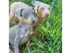 Doberman Pinscher Puppy for sale in Hinkle, KY, USA
