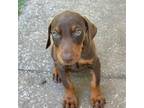 Doberman Pinscher Puppy for sale in Hinkle, KY, USA