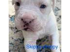 Boxer Puppy for sale in Tyler, TX, USA