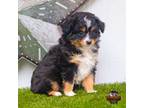 Miniature Australian Shepherd Puppy for sale in Granbury, TX, USA