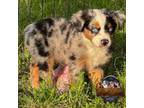 Miniature Australian Shepherd Puppy for sale in Granbury, TX, USA