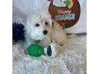 Maltese Puppy for sale in Walker, LA, USA