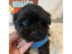 Shorkie Tzu Puppy for sale in Walker, LA, USA