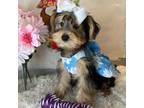 Biewer Terrier Puppy for sale in Walker, LA, USA
