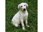 Labrador Retriever Puppy for sale in Spartanburg, SC, USA