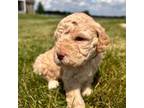 Lagotto Romagnolo Puppy for sale in Chesterton, IN, USA