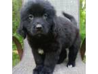 Newfoundland Puppy for sale in Elizabethtown, KY, USA